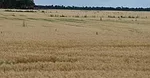 weeds-in-wheat-wilkin.jpeg