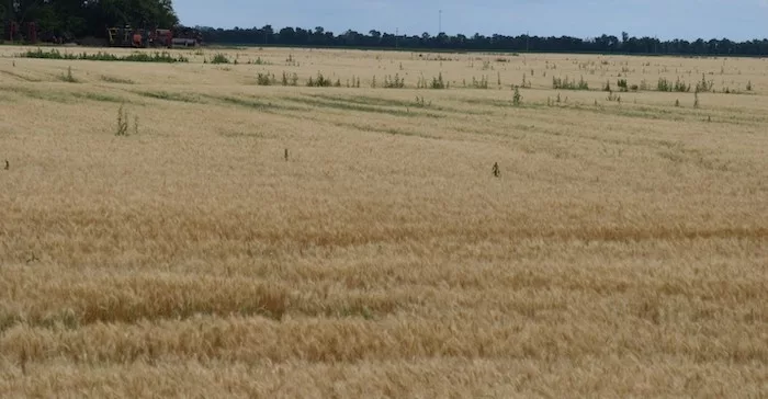 weeds-in-wheat-wilkin.jpeg
