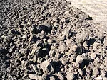 Chunky-Soil_11-Frenchie.jpeg