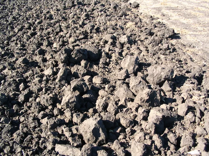 Chunky-Soil_11-Frenchie.jpeg