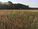 IMG_4510.jpeg