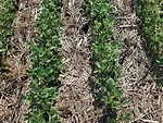 Cover-Crop-Mixes.jpg