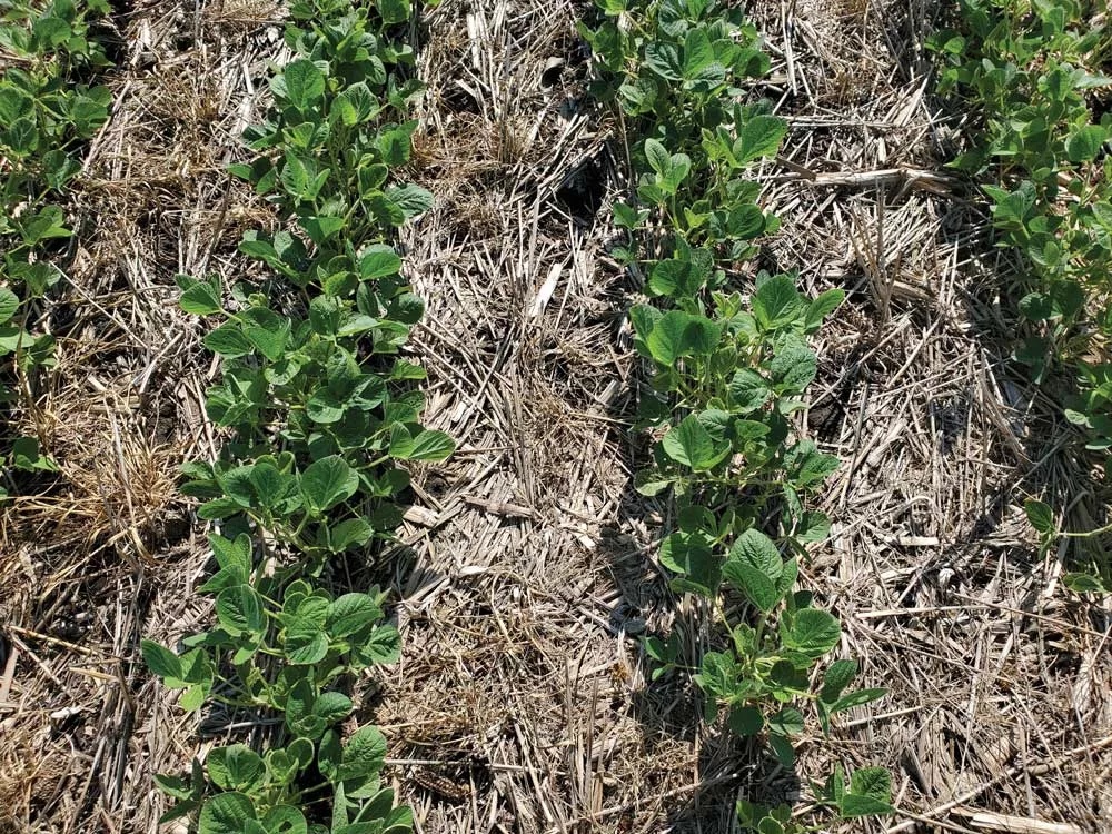 Cover-Crop-Mixes.jpg