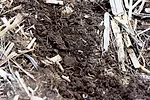 Leverich-Planting-1.jpg