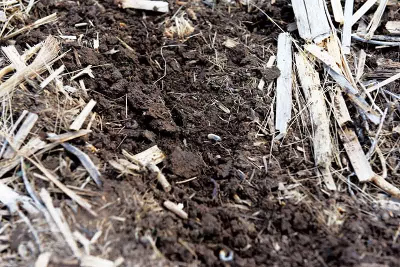 Leverich-Planting-1.jpg