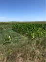 2Fig2Interseeding.jpg