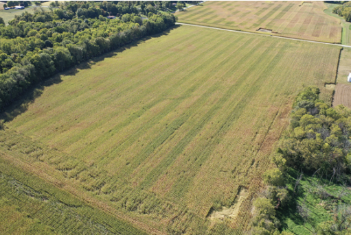 Overhead Shot of Corn