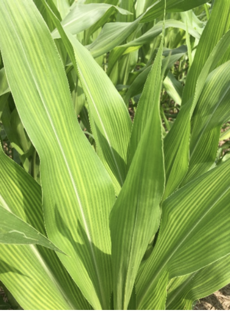 Sulfur deficiency in Corn