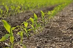 Corteva Agriscience Kyro Corn Herbicide_0223 copy.JPG