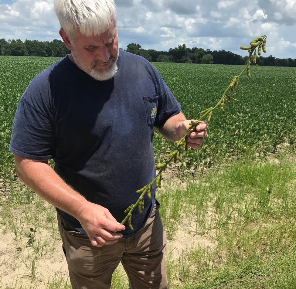 Randy Dowdy stands in the field examining his crop