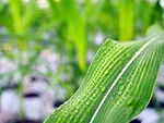 Syngenta Biologicals.jpeg