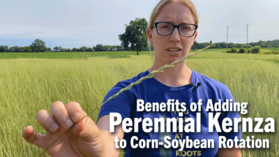 Benefits of Adding Perennial Kernza to Corn-Soybean Rotation