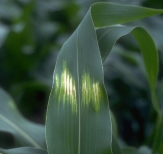 IMG-photo-corn-leaf-sunscald-damage-Pioneer-NA_US-V1.png