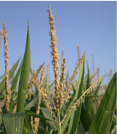 IMG-photo-tassel-corn-plants-Pioneer-NA_US-V1.png