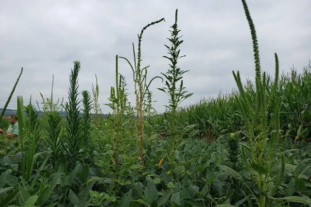 Weedy soybean field.webp