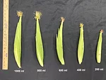 cobs-small-vennam-800x600.png