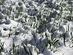 winter cereal.jpg