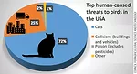 Brain-Cat-Chart-Cropped_1000.jpg