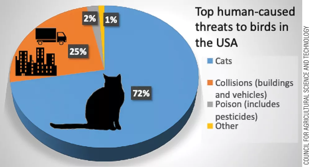 Brain-Cat-Chart-Cropped_1000.jpg