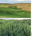 Food Source Lead.jpg