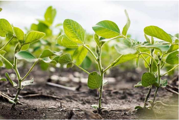 IMG-soybean-seeding-rate-photo3-Pioneer-NA_US-V1
