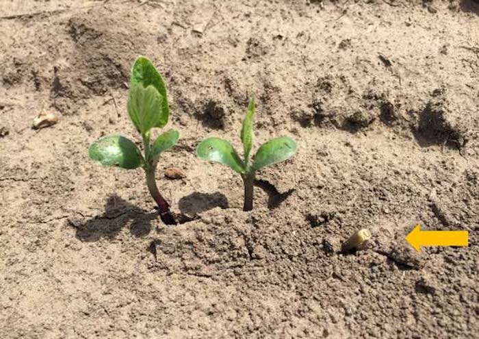 soybean-seeding-rate-photo4