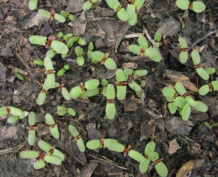 soybean-seeding-rate-photo9