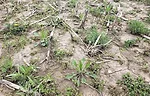 A weedy Field.png