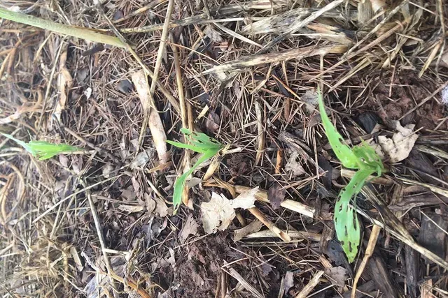 Slugs in PA.png