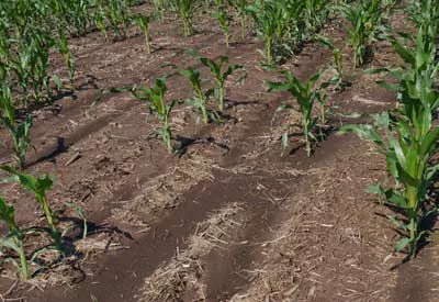 corn_emerge_soiltemp.jpeg