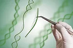 Syngenta Genome Editing.jpeg