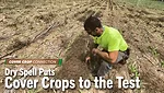 Dry-Spell-Puts-Cover-Crops-to-the-Test.png