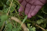 No-Tiller’s Cover Crop Nets 650 Pounds of K.png