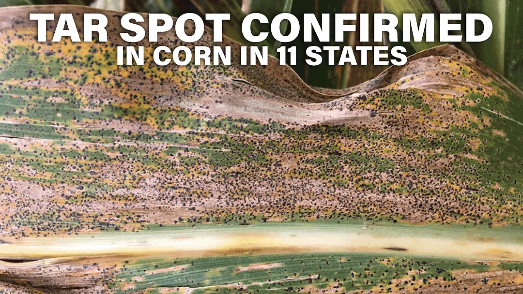 Tar-Spot-Confirmed-in-Corn-in-11-States.png