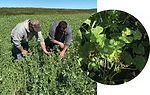 Jason-Bosch-&-Jeremy-Saeman-in-Yellow-Pea-Field.jpg