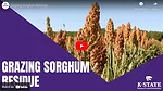 grazing sorghum KSU.png