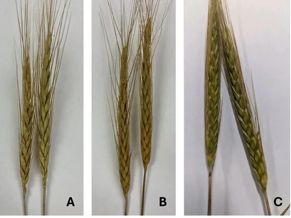 Wheat-x-Triticale-Hybrid-F01.jpg