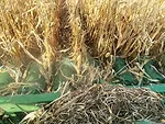 Yield-Goals-Harvesting-corn.jpg