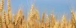 winter-wheat-plants-banner.jpg
