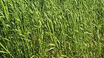 2025-01-24-cover-crops-figure-5.jpg