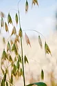 fhb-oat_jafar-razzaghian.jpg