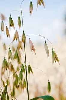 fhb-oat_jafar-razzaghian.jpg