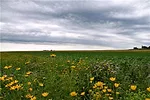 Prairie Strip - Habitat Incentives Program.jpeg