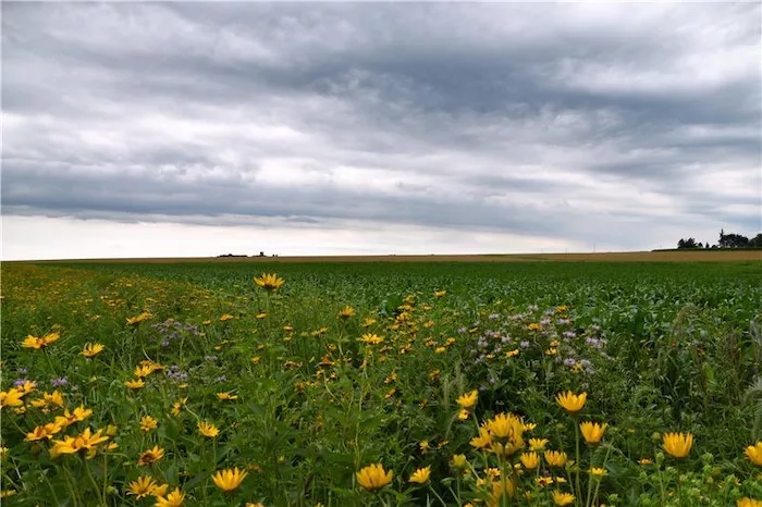 Prairie Strip - Habitat Incentives Program.jpeg