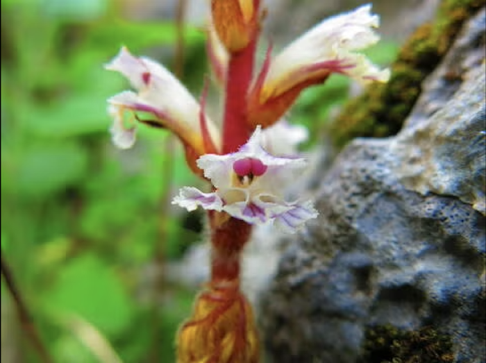 Large broomrape.png
