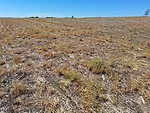 Glyphosate-burndown-tips-F01.jpg