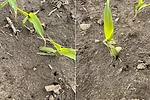Leaves pulled into ground.png