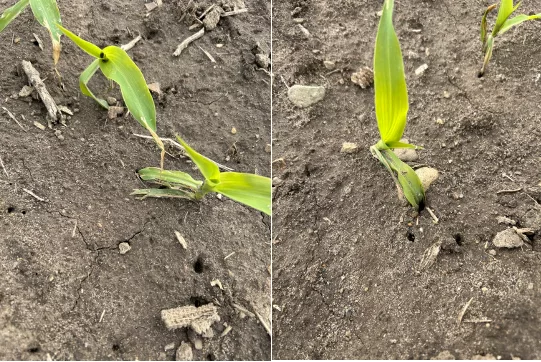 Leaves pulled into ground.png