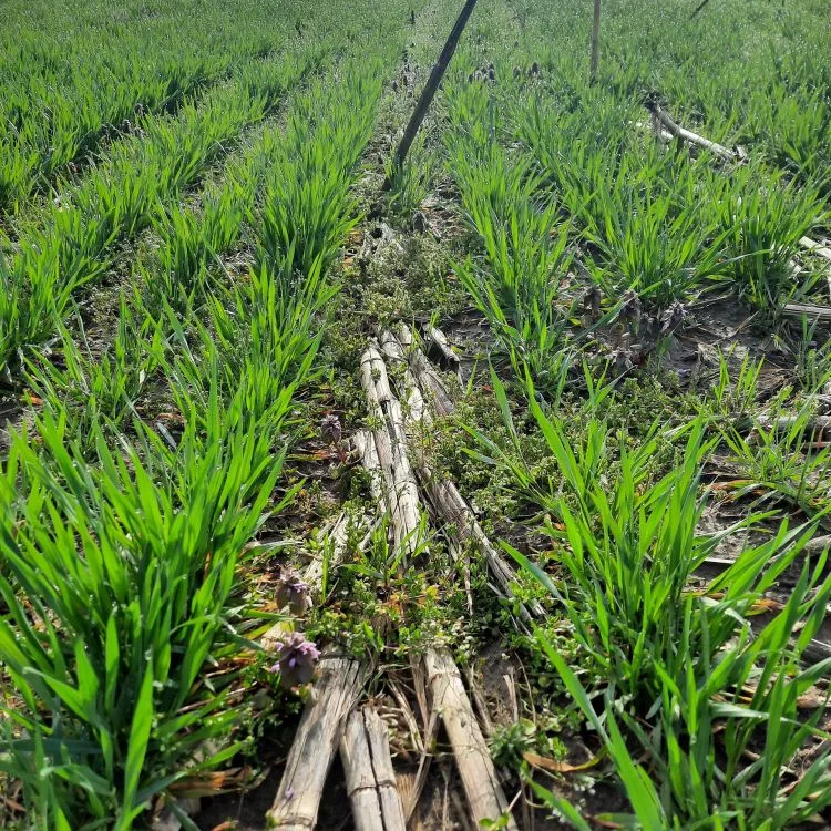 corn+stalks+among+baby+corn.jpg