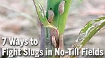 7-Ways-to-Fight-Slugs-in-No-Till-Fields.png
